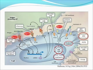 Halloran, N Eng J Med, 2004;351:3715
 