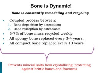  Coupled process between:
1. Bone deposition by osteoblasts
2. Bone resorption by osteoclasts
 5-7% of bone mass recycled weekly
 All spongy bone replaced every 3-4 years.
 All compact bone replaced every 10 years.
Prevents mineral salts from crystallizing; protecting
against brittle bones and fractures
 