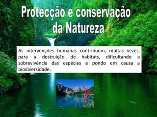 As intervenções humanas contribuem, muitas vezes,
para a destruição de habitats, dificultando a
sobrevivência das espécies e pondo em causa a
biodiversidade.
 