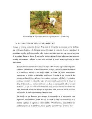 Acomodación de raquis en el plato de la palma (Fuente: CENIPALMA)
 LAS HOJAS DESECHADAS EN LA COSECHA
Cuando se cosecha un racimo después de la poda de formación, es necesario cortar las hojas
que obstruyen el acceso a él. Por esta razón, al terminar el corte, en el suelo y alrededor de
las palmas, quedan las hojas cortadas y los residuos de inflorescencias que caen de la corona
de las palmas. La mejor forma de aprovechar estos residuos (hojas e inflorescencias) es como
reciclaje de nutrientes. Además en estos sitios es donde se alojan la mayor parte de las raíces
absorbentes.
Existen diferentes manerasde acomodarlas hojas sobre el suelo: se pueden hacerpaleras
continuas o individuales, se pueden amontonar las hojas cortadas en forma discontinua
y en interlíneas alternas, o se pueden dividir las hojas con cortes transversales,
suprimiendo el peciolo, y distribuirlas radialmente alrededor de los estípites de las
palmas, por fuera del área del plato. Hacer paleras continuas o individuales: Las paleras
continuas consisten en colocar las hojas tal como se cortan, una encima de otra, a lo
largo de las interlíneas alternas dentro del lote. Esta es una modalidad útil en terrenos
inclinados, ya que esa forma de acomodación frena la velocidad de la escorrentía del
agua, favorece la infiltración del agua en el perfil del suelo, reduce la erosión del suelo
y el arrastre de los fertilizantes en periodos lluviosos.
La ventaja es que demanda poco tiempo; la desventaja es la interferencia que
representa para el tránsito dentro del lote, así como la lenta descomposición de la
materia orgánica en segmentos cortos (de 50 a 60 centímetros), para distribuirlas
uniformemente en las interlíneas, hasta hacerlas casi invisibles. (Franco. N.F)
 