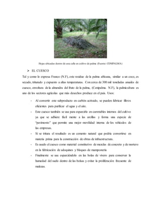 Hojas ubicadas dentro de una calle en cultivo de palma (Fuente: CENIPALMA)
 EL CUESCO
Tal y como lo expresa Franco (N.F), este residuo de la palma africana, similar a un coco, es
secado, triturado y expuesto a altas temperaturas. Con cerca de 300 mil toneladas anuales de
cuesco, envoltura de la almendra del fruto de la palma, (Cenipalma. N.F), la palmicultura es
uno de los sectores agrícolas que más desechos produce en el país. Usos:
- Al convertir este subproducto en carbón activado, se pueden fabricar filtros
eficientes para purificar el agua y el aire.
- Este cuesco también se usa para esparcirlo en carretables internos del cultivo
ya que se adhiere fácil mente a las arcillas y forma una especie de
“pavimento” que permite una mejor movilidad interna de los vehículos de
las empresas.
- Sí se tritura el resultado es un cemento natural que podría convertirse en
materia prima para la construcción de obras de infraestructura.
- Es usado el cuesco como material constitutivo de mezclas de concreto y de mortero
en la fabricación de adoquines y bloques de mampostería
- Finalmente se usa esparciéndolo en las bolas de vivero para conservar la
humedad del suelo dentro de las bolsas y evitar la proliferación frecuente de
malezas.
 