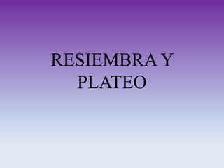RESIEMBRA Y
PLATEO

 