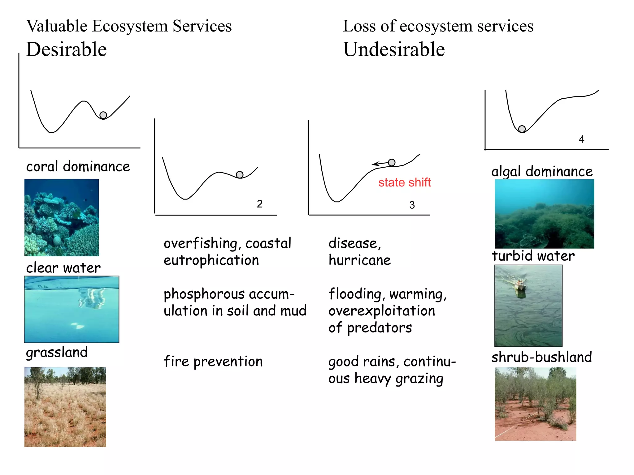 Valuable Ecosystem Services                   Loss of ecosystem services
Desirable                                     Undesirable



                                                                                  4

coral dominance                                                    algal dominance
                                                   state shift
                                2                        3


                  overfishing, coastal      disease,
                  eutrophication            hurricane              turbid water
clear water
                  phosphorous accum-        flooding, warming,
                  ulation in soil and mud   overexploitation
                                            of predators
grassland                                                          shrub-bushland
                  fire prevention           good rains, continu-
                                            ous heavy grazing
 