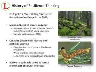 History of Resilience Thinking 
• Ecologist C.S. ‘Buzz’ Holling ‘discovered’ 
the notion of resilience in the 1970s 
• Major outbreak of spruce budworm 
– Destroyed balsam fir trees in Eastern Canada’s 
mature forests; yet left young trees alone 
– Six major outbreaks since 1700s 
• Canadian government reacted with 
pesticide spraying 
– Caused destruction of predator / budworm 
relationship 
– Whole forests on verge of outbreak 
– Locked-in to using increased levels of pesticides 
• Budworm outbreaks acted as natural 
rejuvenator of spruce-fir forests 
5 
Spruce-Fir Forest 
(Wikimedia Commons) 
Spruce Budworm 
(Natural Resources Canada) 
 
