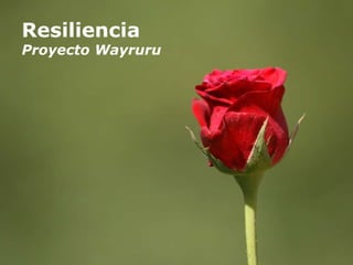 Resiliencia Proyecto Wayruru 