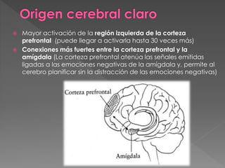  Mayor activación de la región izquierda de la corteza
prefrontal (puede llegar a activarla hasta 30 veces más)
 Conexiones más fuertes entre la corteza prefrontal y la
amígdala (La corteza prefrontal atenúa las señales emitidas
ligadas a las emociones negativas de la amígdala y, permite al
cerebro planificar sin la distracción de las emociones negativas)
 