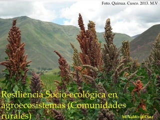 Resiliencia Socio-ecológica en
agroecosistemas (Comunidades
rurales)
Foto. Quinua. Cusco. 2013. M.V
M. Valdivia-Diaz
 