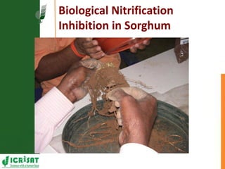 Resilient dryland systems  -A brief overview (Asia)