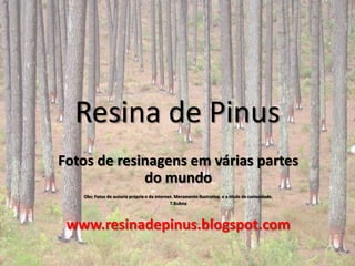 Resina de Pinus
Fotos de resinagens em várias partes
             do mundo
   Obs: Fotos de autoria própria e da internet. Meramente ilustrativa e a titulo de curiosidade.
                                             T.Bubna



 www.resinadepinus.blogspot.com
 
