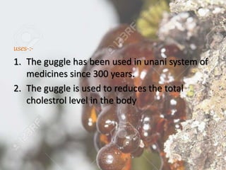 uses-:-
1. The guggle has been used in unani system of
medicines since 300 years.
2. The guggle is used to reduces the total
cholestrol level in the body
 