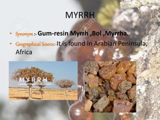 MYRRH
• Synonym:- Gum-resin Myrrh ,Bol ,Myrrha.
• Geographical Source:-It is found in Arabian Peninsula,
Africa
 