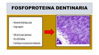 FOSFOPROTEINA DENTINARIA
 