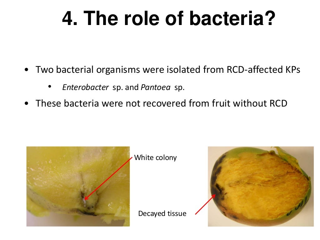 Resin Canal Discolouration cause, effect, management and future resea…