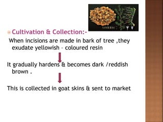Goat Incision Resins | PPTX