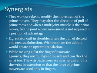 Synergists
 They work or relax to modify the movement of the
  prime movers. They may alter the direction of pull of
  prime mover or when a multijoint muscle is the prime
  mover, fix the joint where movement is not required in
  a position of advantage.
 E.g. rotator cuff in shoulder alters the pull of deltoid
  and creates abduction. Without them the deltoid
  would create an upward translation.
 While making a fist the finger flexors are
  agonists, they are multijoint muscle and can flex the
  wrist too. The wrist extensors act as synergist and fix
  the wrist in extension so that the force of prime
  movers are used only in fingers.
 
