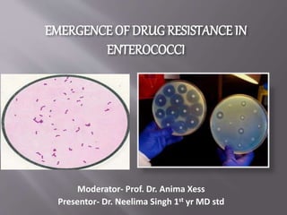 EMERGENCE OF DRUG RESISTANCE IN
ENTEROCOCCI
Moderator- Prof. Dr. Anima Xess
Presentor- Dr. Neelima Singh 1st yr MD std
 