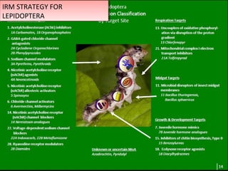 IRM STRATEGY FOR 
LEPIDOPTERA 
IRM STRATEGY FOR 
LEPIDOPTERA 
 