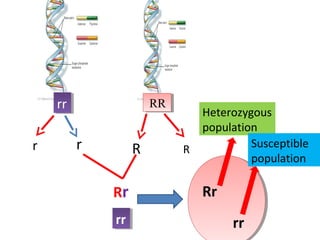 rrrr RRRR 
r r R R 
Rr 
rrrr 
Heterozygous 
population 
Rr 
rr 
Susceptible 
population 
 