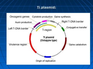Ti plasmid:

 