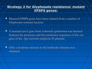 Strategy 2 for Glyphosate resistance: mutant
EPSPS genes:


Mutated EPSPS genes have been isolated from a number of
Glyphosate resistant bacteria.



A mutated aroA gene from Salmonella typhimurium was inserted
between the promoter and the terminator sequences of the ocs
gene of the Agro bacterium tumifaceins Ti plasmid.



Only a moderate increase in the herbicide tolerance was
obtained.

 