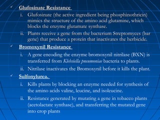 





Glufosinate Resistance
i. Glufosinate (the active ingredient being phosphinothricin)
mimics the structure of the amino acid glutamine, which
blocks the enzyme glutamate synthase.
ii. Plants receive a gene from the bacterium Streptomyces (bar
gene) that produce a protein that inactivates the herbicide.
Bromoxynil Resistance
i. A gene encoding the enzyme bromoxynil nitrilase (BXN) is
transferred from Klebsiella pneumoniae bacteria to plants.
ii. Nitrilase inactivates the Bromoxynil before it kills the plant.
Sulfonylurea.
i. Kills plants by blocking an enzyme needed for synthesis of
the amino acids valine, leucine, and isoleucine.
ii. Resistance generated by mutating a gene in tobacco plants
(acetolactate synthase), and transferring the mutated gene
into crop plants

 