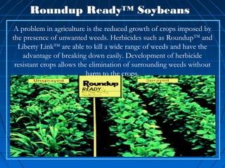 Roundup Ready™ Soybeans
A problem in agriculture is the reduced growth of crops imposed by
the presence of unwanted weeds. Herbicides such as RoundupTM and
Liberty LinkTM are able to kill a wide range of weeds and have the
advantage of breaking down easily. Development of herbicide
resistant crops allows the elimination of surrounding weeds without
harm to the crops.

 