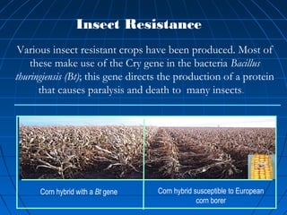 Insect Resistance
Various insect resistant crops have been produced. Most of
these make use of the Cry gene in the bacteria Bacillus
thuringiensis (Bt); this gene directs the production of a protein
that causes paralysis and death to many insects.

Corn hybrid with a Bt gene

Corn hybrid susceptible to European
corn borer

 
