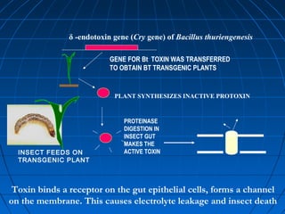 δ -endotoxin gene (Cry gene) of Bacillus thuriengenesis
GENE FOR Bt TOXIN WAS TRANSFERRED
TO OBTAIN BT TRANSGENIC PLANTS

PLANT SYNTHESIZES INACTIVE PROTOXIN

INSECT FEEDS ON
TRANSGENIC PLANT

PROTEINASE
DIGESTION IN
INSECT GUT
MAKES THE
ACTIVE TOXIN

Toxin binds a receptor on the gut epithelial cells, forms a channel
on the membrane. This causes electrolyte leakage and insect death

 