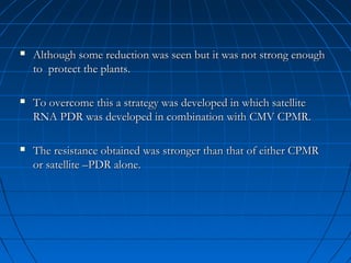 

Although some reduction was seen but it was not strong enough
to protect the plants.



To overcome this a strategy was developed in which satellite
RNA PDR was developed in combination with CMV CPMR.



The resistance obtained was stronger than that of either CPMR
or satellite –PDR alone.

 