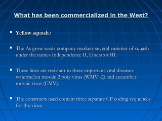 What has been commercialized in the West?


Yellow squash :



The As grow seeds company markets several varieties of squash
under the names Independence II, Liberator III.



These lines are resistant to three important viral diseases:
watermelon mosaic 2 poty virus (WMV -2) and cucumber
mosaic virus (CMV).



The constructs used contain three separate CP coding sequences
for the virus.

 