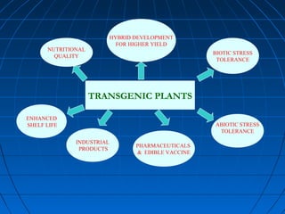 HYBRID DEVELOPMENT
FOR HIGHER YIELD

NUTRITIONAL
QUALITY

BIOTIC STRESS
TOLERANCE

TRANSGENIC PLANTS
ENHANCED
SHELF LIFE

ABIOTIC STRESS
TOLERANCE
INDUSTRIAL
PRODUCTS

PHARMACEUTICALS
& EDIBLE VACCINE

 