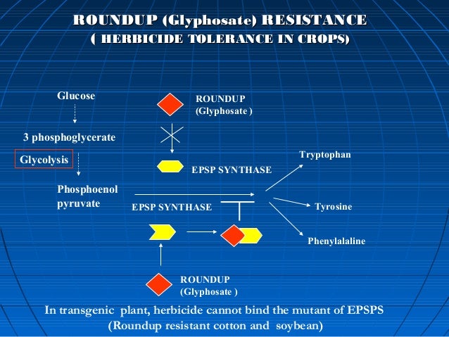 glyphosate resistance