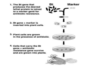 Resistance to biotic stresses | PPTX