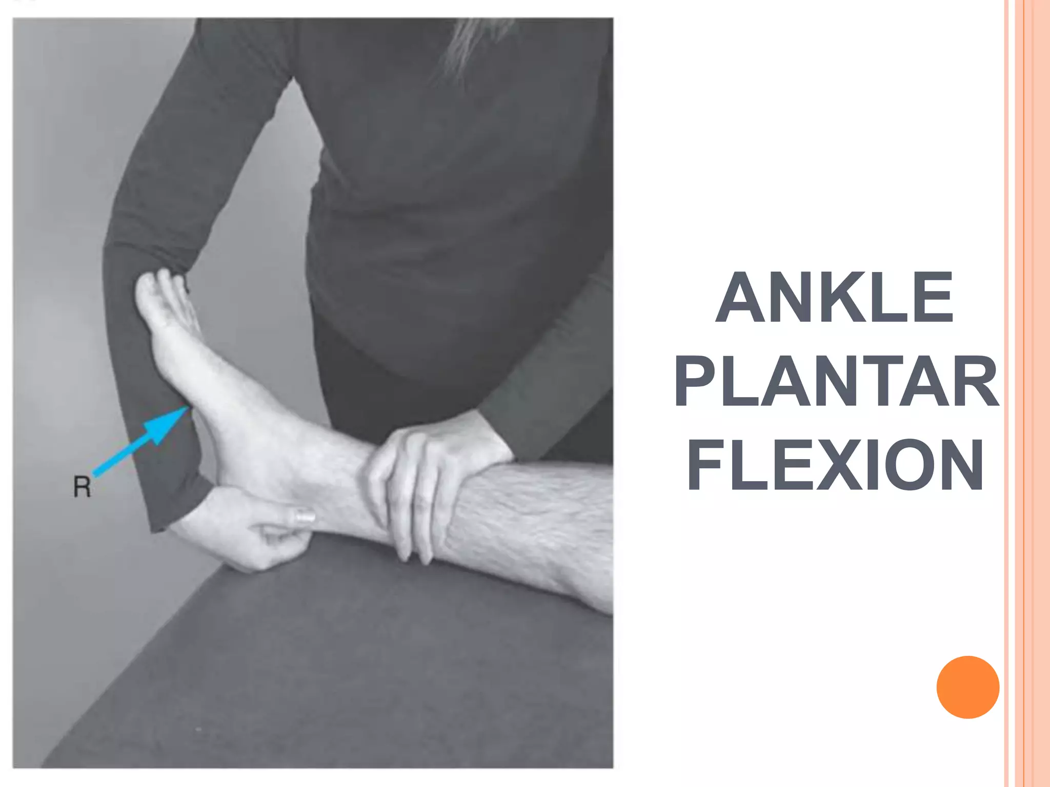 ANKLE
PLANTAR
FLEXION
 