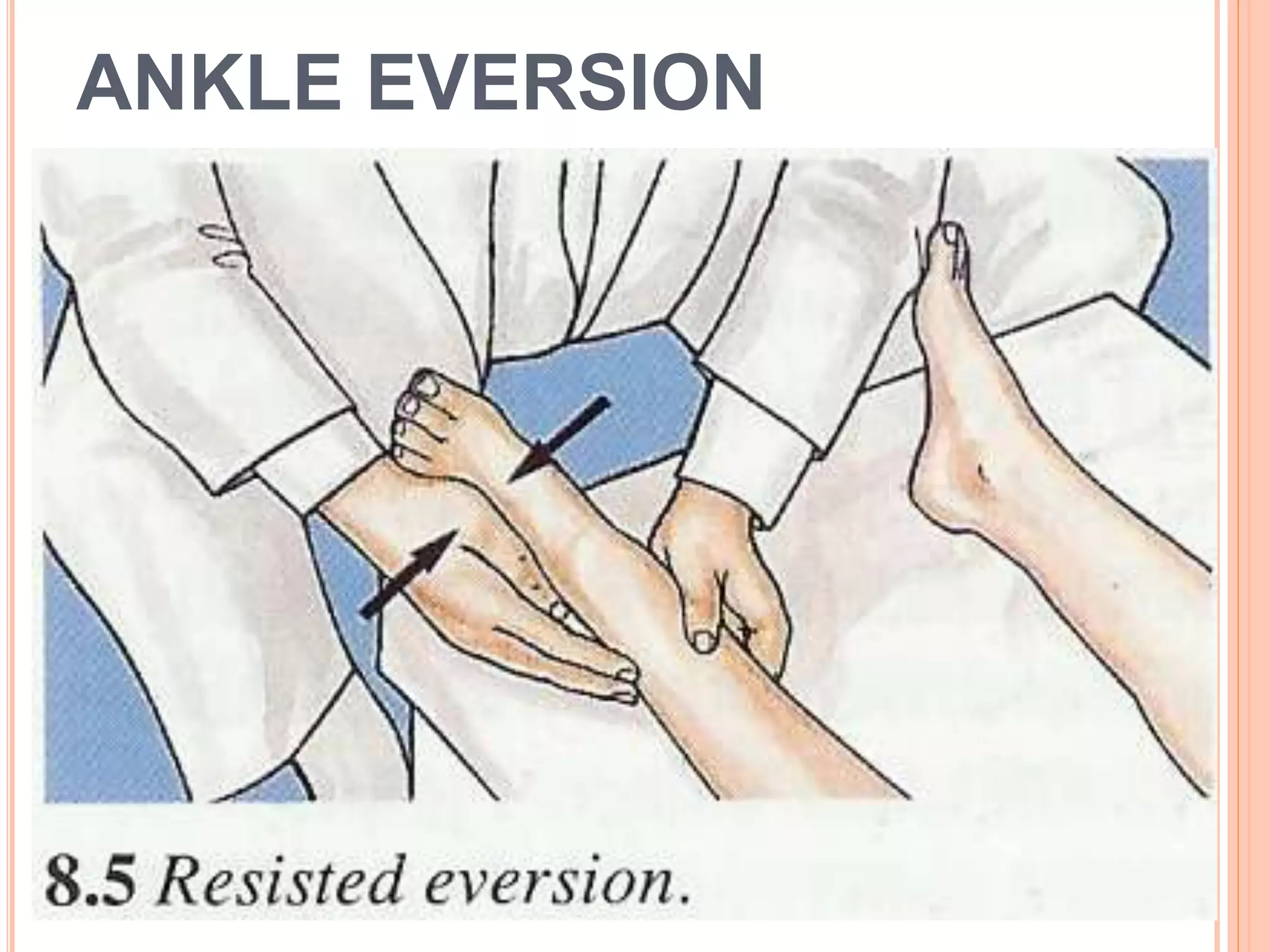 ANKLE EVERSION
 