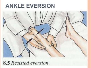 ANKLE EVERSION
 