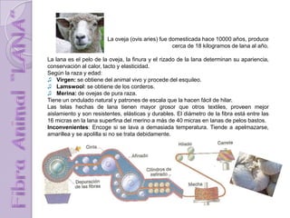 La oveja (ovis aries) fue domesticada hace 10000 años, produce
cerca de 18 kilogramos de lana al año.
La lana es el pelo de la oveja, la finura y el rizado de la lana determinan su apariencia,
conservación al calor, tacto y elasticidad.
Según la raza y edad:
♫ Virgen: se obtiene del animal vivo y procede del esquileo.
♫ Lamswool: se obtiene de los corderos.
♫ Merina: de ovejas de pura raza.
Tiene un ondulado natural y patrones de escala que la hacen fácil de hilar.
Las telas hechas de lana tienen mayor grosor que otros textiles, proveen mejor
aislamiento y son resistentes, elásticas y durables. El diámetro de la fibra está entre las
16 micras en la lana superfina del merino a más de 40 micras en lanas de pelos bastos.
Inconvenientes: Encoge si se lava a demasiada temperatura. Tiende a apelmazarse,
amarillea y se apolilla si no se trata debidamente.
 