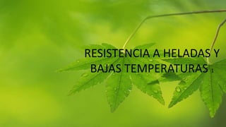 RESISTENCIA A HELADAS Y
BAJAS TEMPERATURAS 1
 
