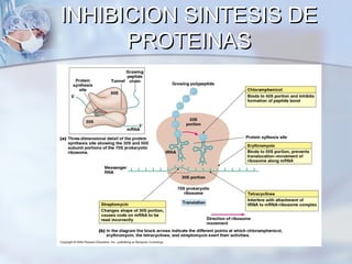 INHIBICION SINTESIS DE
      PROTEINAS
 