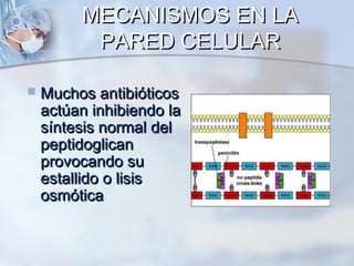 MECANISMOS EN LA
          PARED CELULAR

   Muchos antibióticos
    actúan inhibiendo la
    síntesis normal del
    peptidoglican
    provocando su
    estallido o lisis
    osmótica
 