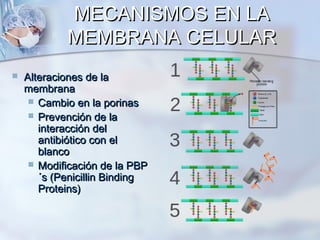 MECANISMOS EN LA
            MEMBRANA CELULAR
   Alteraciones de la
    membrana
      Cambio en la porinas
      Prevención de la
       interacción del
       antibiótico con el
       blanco
      Modificación de la PBP
       ´s (Penicillin Binding
       Proteins)
 
