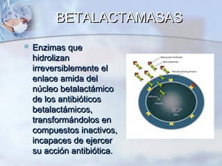 BETALACTAMASAS
   Enzimas que
    hidrolizan
    irreversiblemente el
    enlace amida del
    núcleo betalactámico
    de los antibióticos
    betalactámicos,
    transformándolos en
    compuestos inactivos,
    incapaces de ejercer
    su acción antibiótica.
 