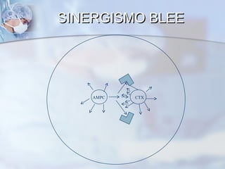SINERGISMO BLEE




    AMPC   CTX
 