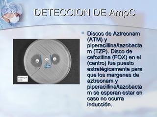 DETECCION DE AmpC
          Discos de Aztreonam
           (ATM) y
           piperacillina/tazobacta
           m (TZP). Disco de
           cefoxitina (FOX) en el
           (centro) fue puesto
           estratégicamente para
           que los margenes de
           aztreonam y
           piperacillina/tazobacta
           m se esperan estar en
           caso no ocurra
           inducción.
 