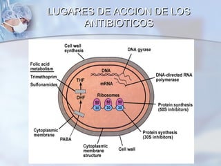 LUGARES DE ACCION DE LOS
     ANTIBIOTICOS
 