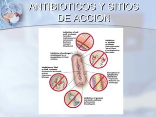 ANTIBIOTICOS Y SITIOS
     DE ACCION
 