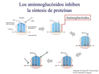 Los aminnoglucósidos inhiben
    la síntesis de proteínas
                         Aminoglucósidos




          MV. FM-UNAM.       Adaptado de: Rang HP. Farmacología.
                             6a Ed. Churchill Livingston
 