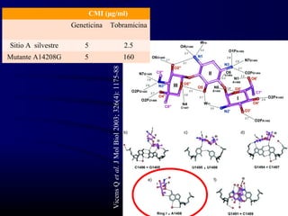 CMI (μg/ml)
                    Geneticina    Tobramicina

Sitio A silvestre       5                                                            2.5
Mutante A14208G         5                                                            160




                                  Vicens Q et al. J Mol Biol 2003; 326(4): 1175-88
 