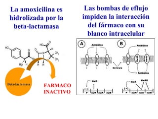 La amoxicilina es              Las bombas de eflujo
 hidrolizada por la            impiden la interacción
  beta-lactamasa                 del fármaco con su
                                 blanco intracelular




Beta-lactamasa   FARMACO
                 INACTIVO


                        MV. FM-UNAM.
 