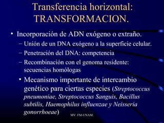 Transferencia horizontal:
       TRANSFORMACION.
• Incorporación de ADN exógeno o extraño.
  – Unión de un DNA exógeno a la superficie celular.
  – Penetración del DNA: competencia
  – Recombinación con el genoma residente:
    secuencias homólogas
  • Mecanismo importante de intercambio
    genético para ciertas especies (Streptococcus
    pneumoniae, Streptococcus Sanguis, Bacillus
    subtilis, Haemophilus influenzae y Neisseria
    gonorrhoeae)     MV. FM-UNAM.
 